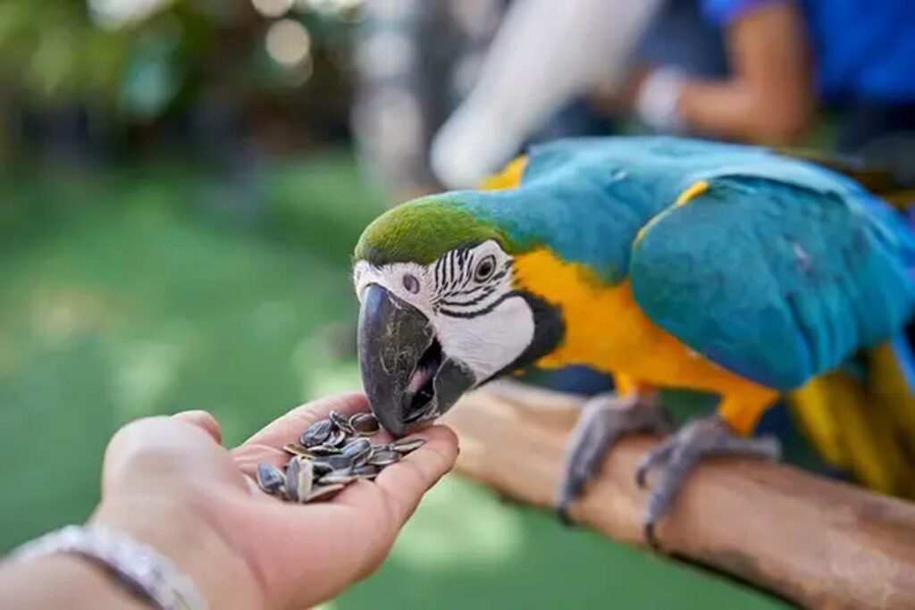 Can Parrots Eat Seeds?