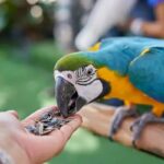 Can Parrots Eat Seeds?