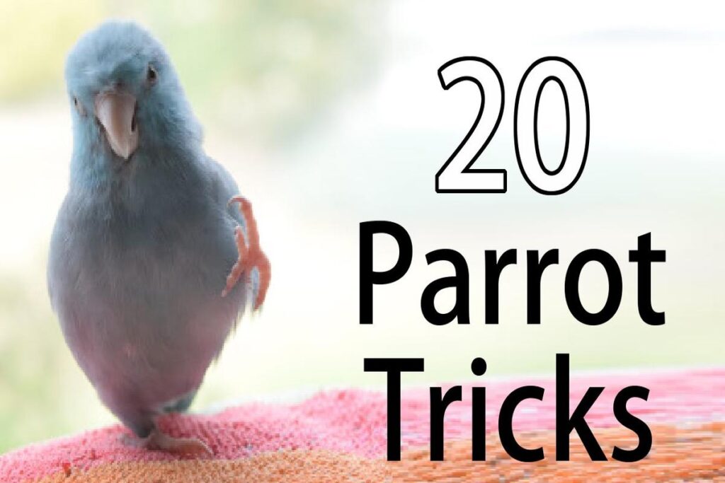 Can I Teach My Parrot Tricks