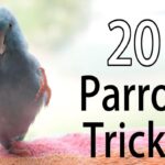 Can I Teach My Parrot Tricks