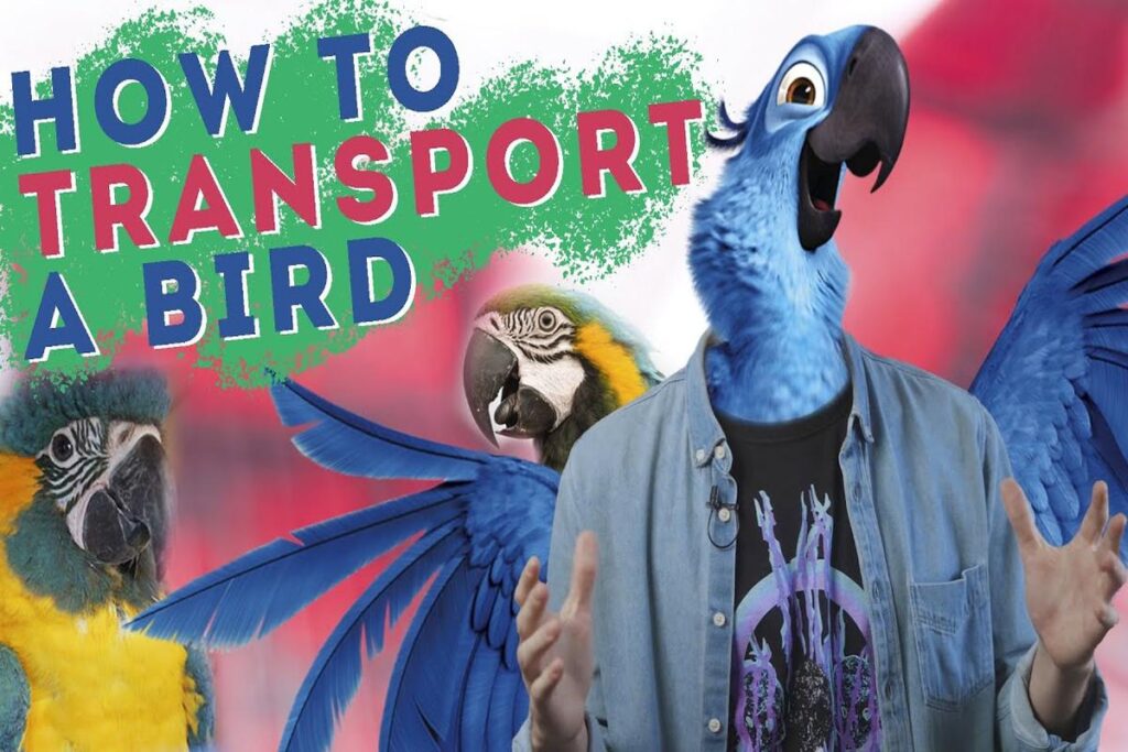 How To Safely Transport A Parrot