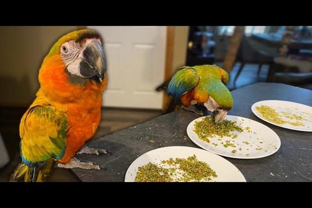 What Should I Do If My Parrot Is Not Eating