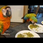 What Should I Do If My Parrot Is Not Eating