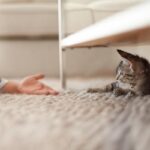 How To Introduce A Cat To A New Home?