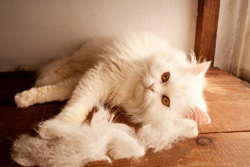 How To Keep A Cat From Shedding Excessively?