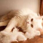 How To Keep A Cat From Shedding Excessively?