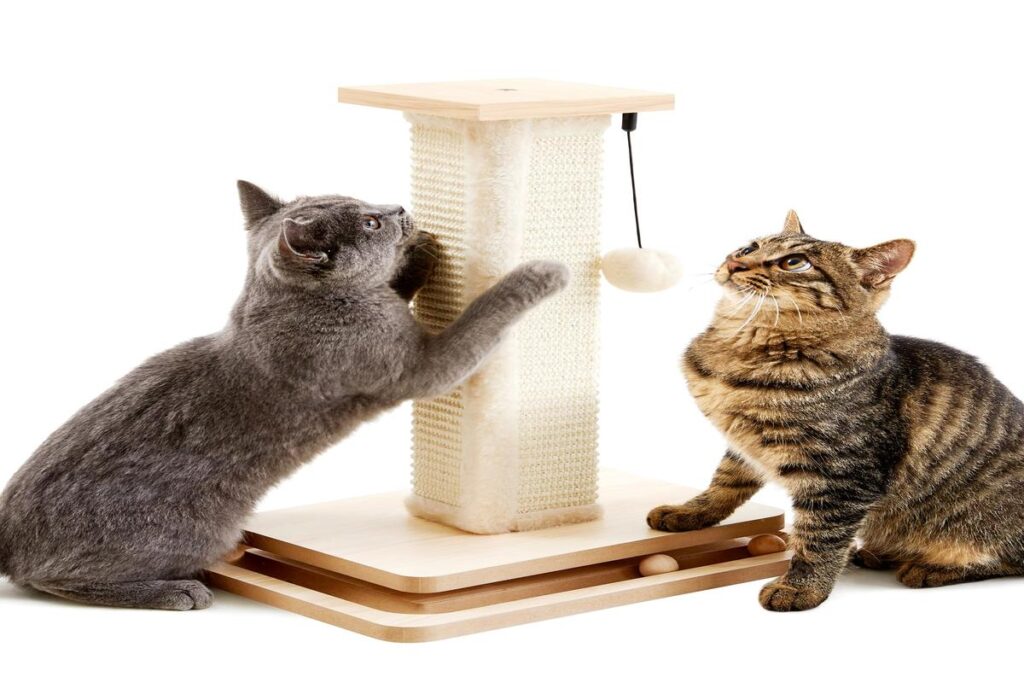 What Are The Best Scratching Posts For Large Cats?