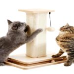 What Are The Best Scratching Posts For Large Cats?