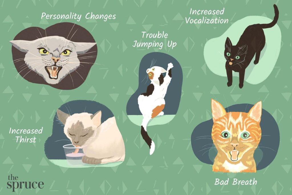 What Are The Signs Of A Sick Cat?