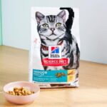 What Is The Best Dry Food For Cats?