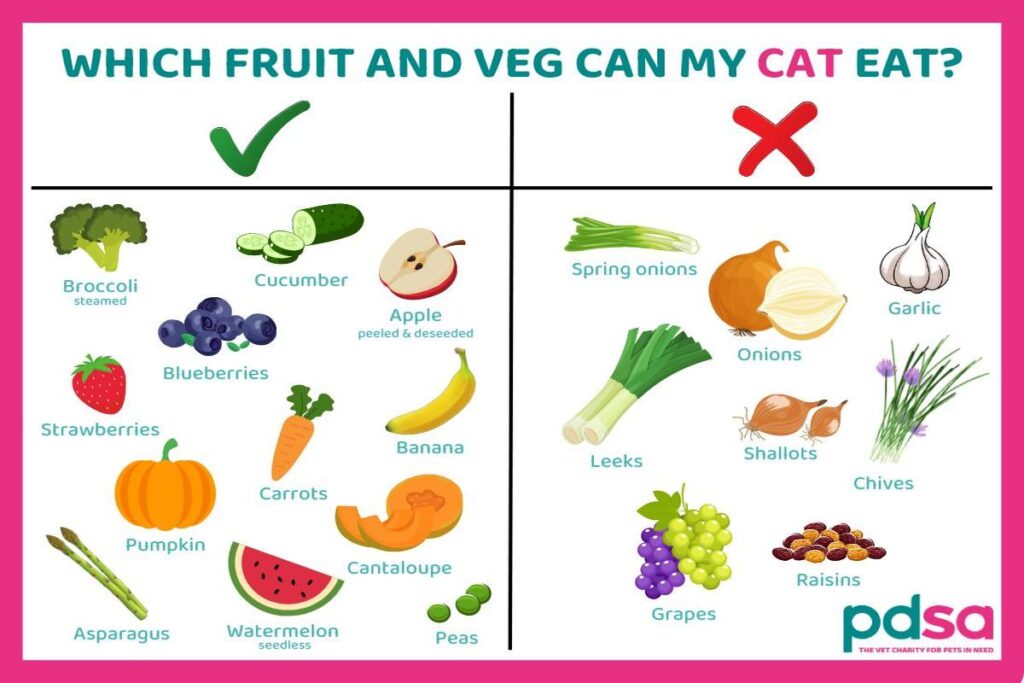 What Is The Best Food For Cats?