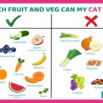 What Is The Best Food For Cats?