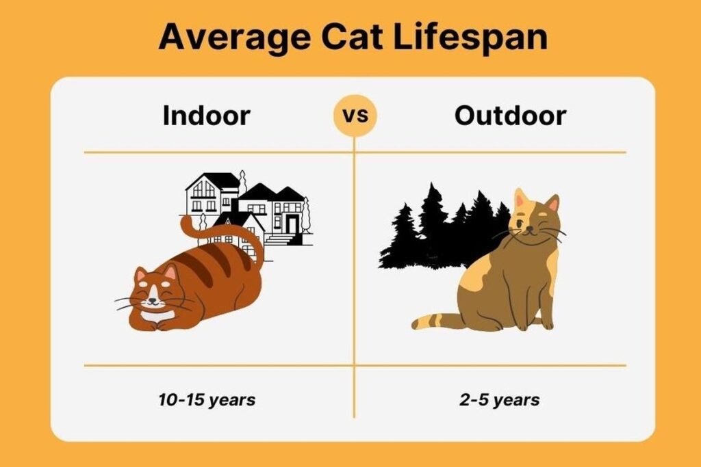 What Is The Lifespan Of A House Cat?