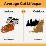 What Is The Lifespan Of A House Cat?