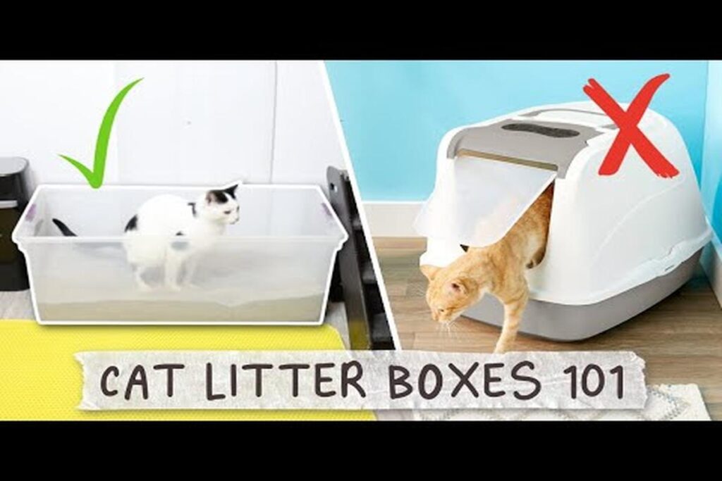 What Size Litter Box Is Best For Cats?