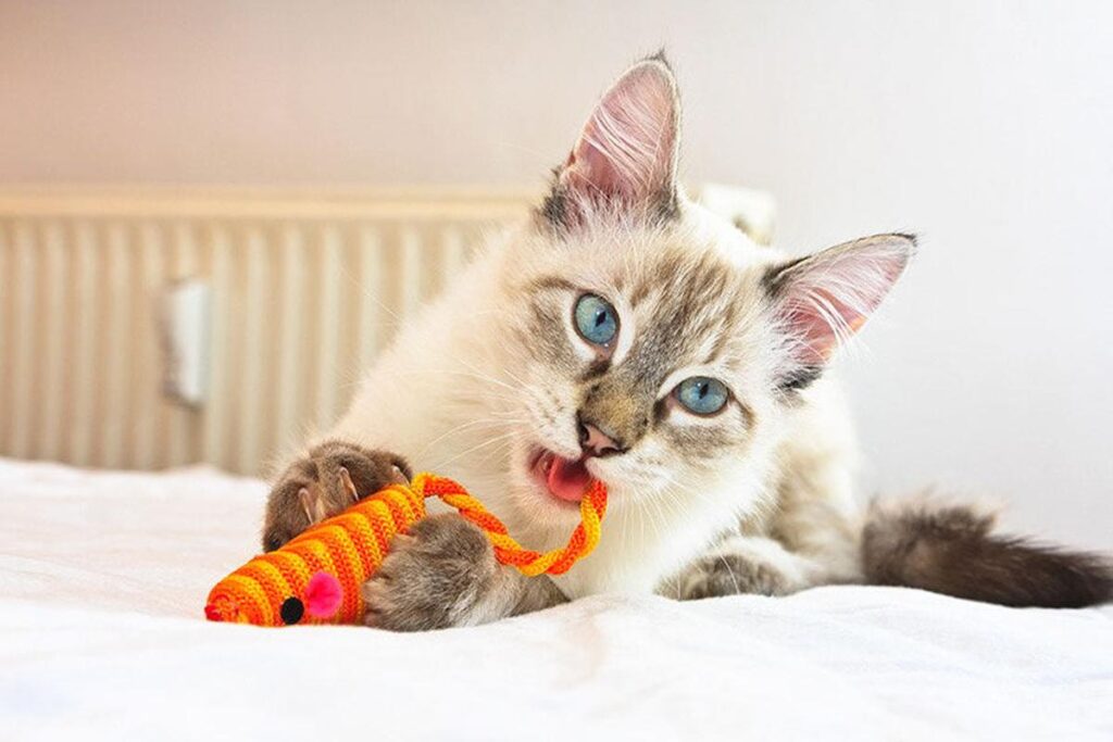 What Toys Are Not Safe For Cats