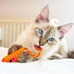 What Toys Are Not Safe For Cats