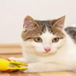 What Toys Are Safe For Kittens