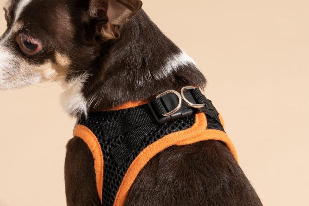 Best Collars For Small Dogs