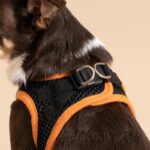 Best Collars For Small Dogs