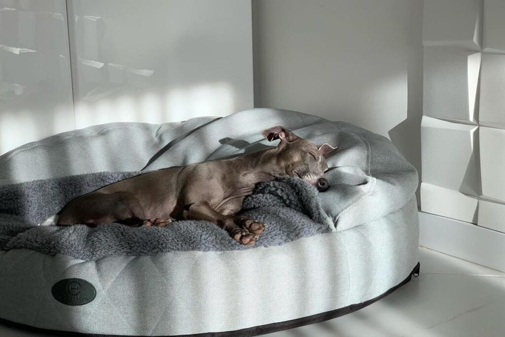 Best Dog Beds For Large Breeds