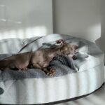 Best Dog Beds For Large Breeds