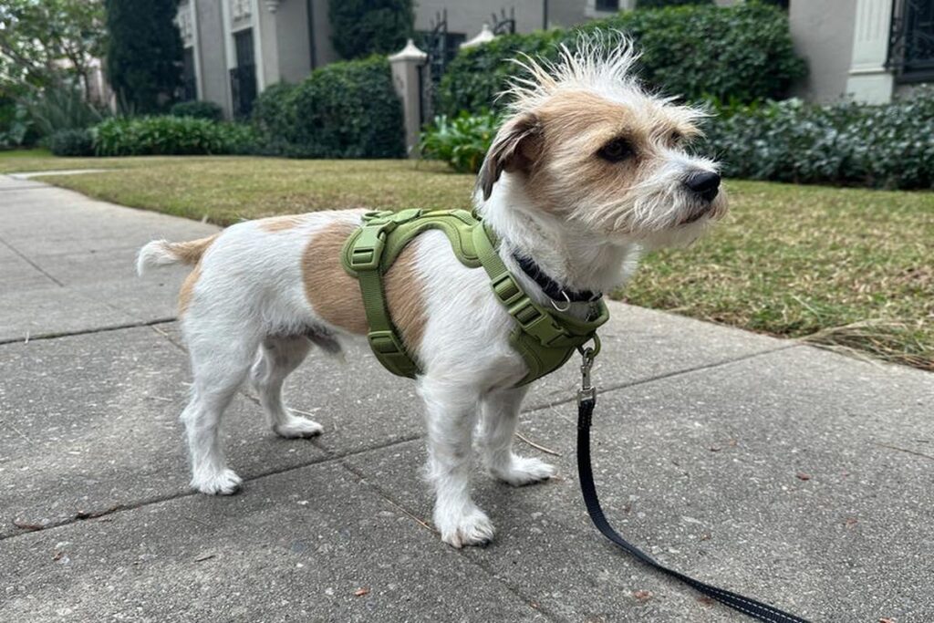 Best Harnesses For Small Dogs