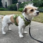 Best Harnesses For Small Dogs