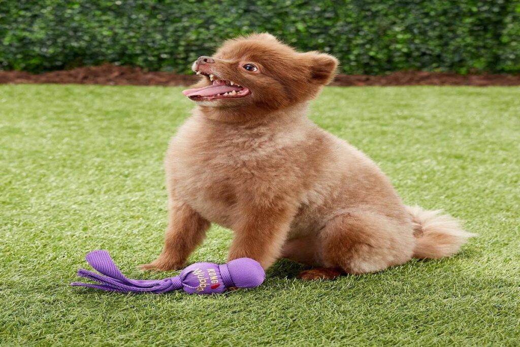 Best Toys For Small Dogs