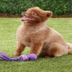 Best Toys For Small Dogs