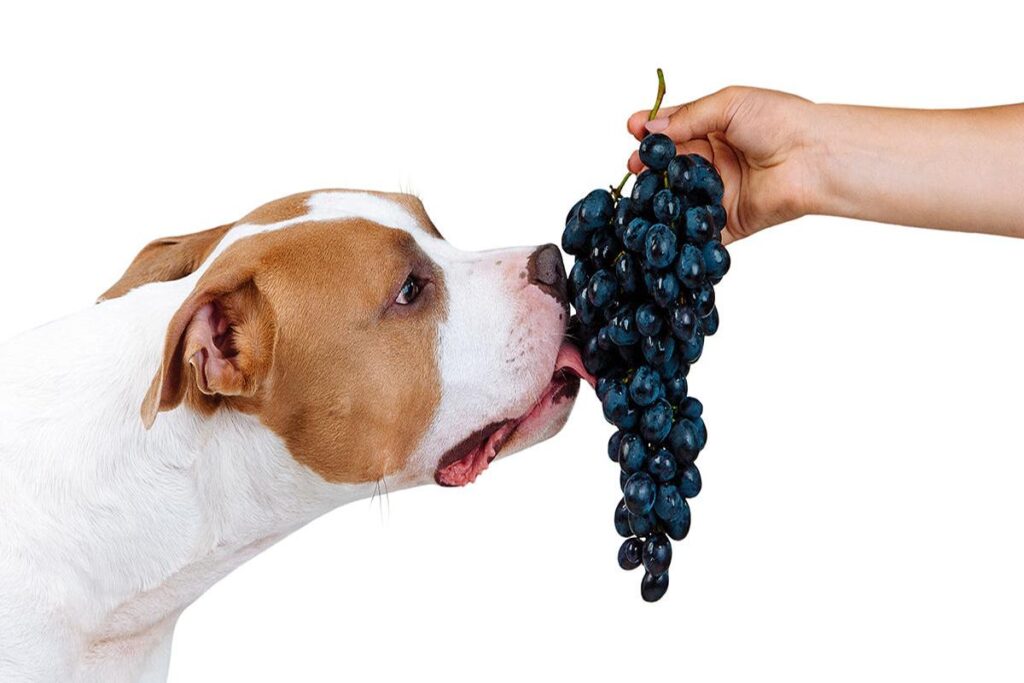 Can Dogs Eat Grapes?