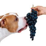 Can Dogs Eat Grapes?