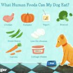 Can Dogs Eat Human Food?