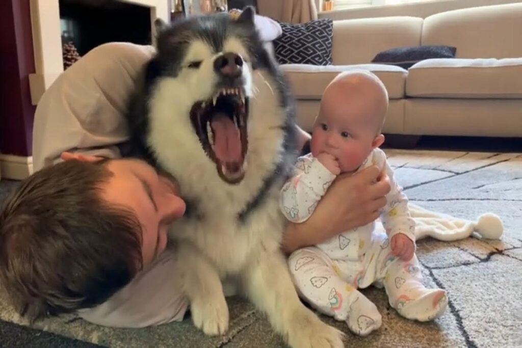 Do Dogs Get Jealous Of Babies