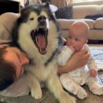 Do Dogs Get Jealous Of Babies