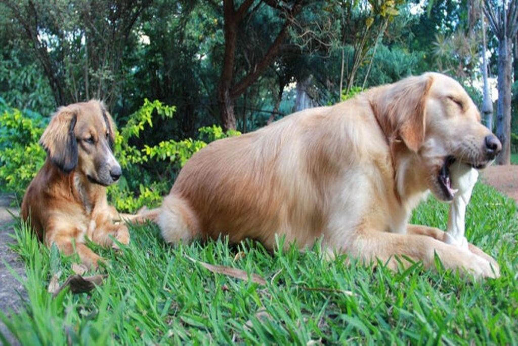 Do Dogs Get Jealous When You Pet Another Dog