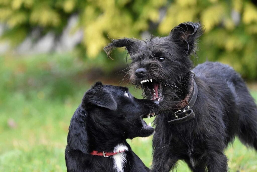 Do Female Dogs Get Jealous Of Other Female Dogs