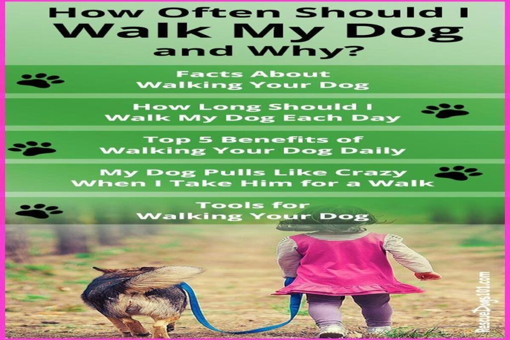 How Often Should I Walk My Dog?