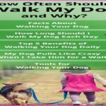 How Often Should I Walk My Dog?