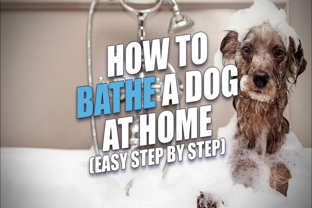 How To Bathe A Dog At Home?