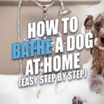 How To Bathe A Dog At Home?