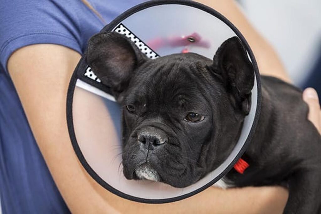 How To Care For A Dog After Surgery?