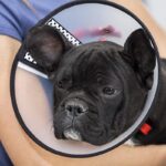 How To Care For A Dog After Surgery?