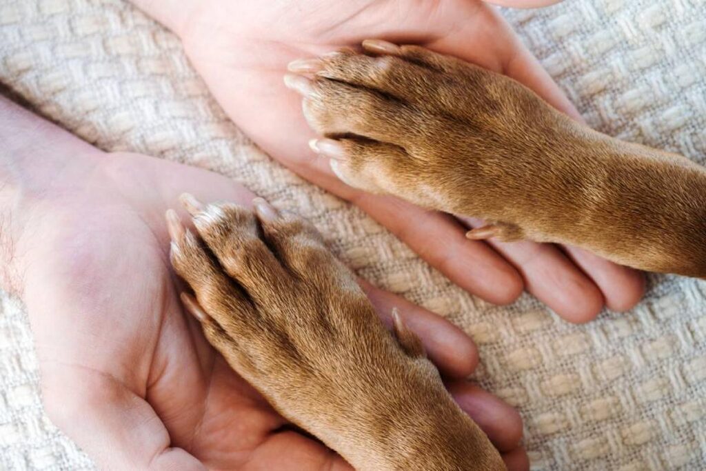 How To Care For A Dog With Arthritis?