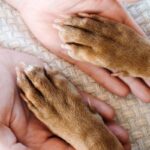 How To Care For A Dog With Arthritis?