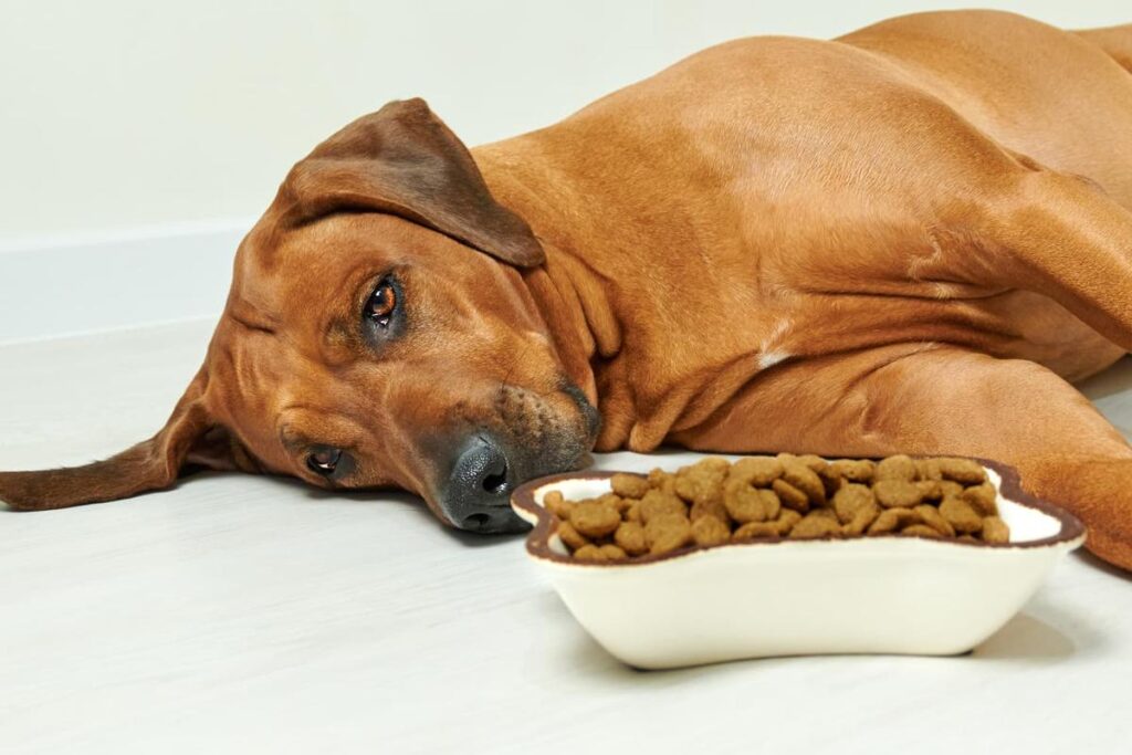 How To Help A Dog With Digestive Issues?