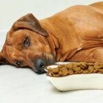 How To Help A Dog With Digestive Issues?