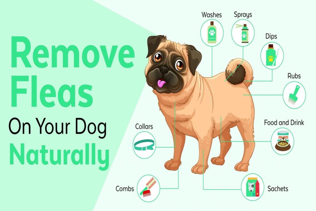 How To Prevent Fleas In Dogs?