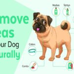 How To Prevent Fleas In Dogs?