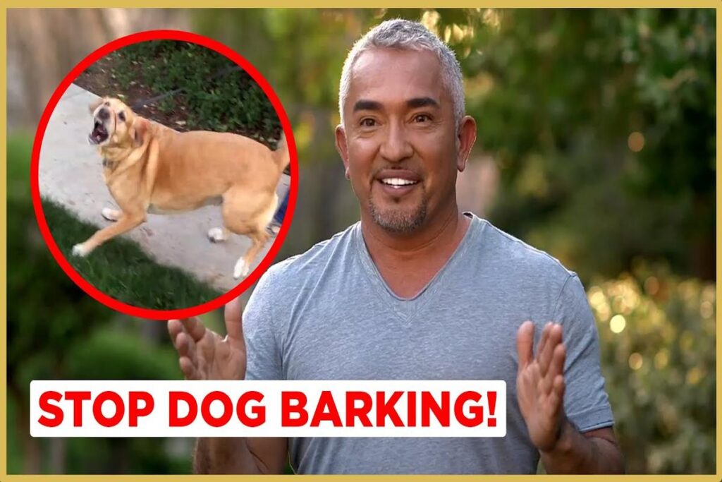 How To Stop A Dog From Barking?